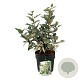 Elaeagnus ebb. 'Compacta' 30-40 cm 6,5L