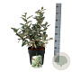 Elaeagnus ebb. 'Compacta' 30-40 cm 6,5L
