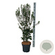 Enkianthus camp. 'Pagode' 100-125 cm 15L