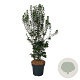 Enkianthus camp. 'Pagode' 100-125 cm 15L