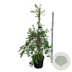Exochorda 'The Bride' 170-200 cm cont. 55L extra