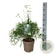 Fargesia angustissima 40-50 cm 6L