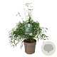 Fargesia angustissima 40-50 cm 6L