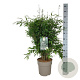 Fargesia nitida 'Gansu 95/2' 80-100 cm P27