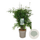 Fargesia nitida 'Gansu 95/2' 80-100 cm P27