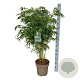 Fargesia robusta 'Pingwu' 100-125 cm 14L