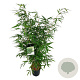 Fargesia robusta 'Pingwu' 100-125 cm 6L