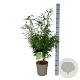 Fargesia robusta 'Tauro' 80-100 cm P27