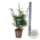 Fargesia rufa 50-60 cm 6L