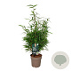 Fargesia rufa 60-80 cm 6L