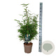 Fargesia rufa 60-80 cm 6L