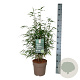 Fargesia robusta 'Wenchuan' 60-80 cm 6L