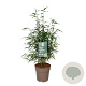 Fargesia robusta 'Wenchuan' 60-80 cm 6L