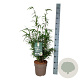 Fargesia scabrida 'Asian Wonder' 60-80 cm 6L