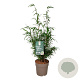 Fargesia scabrida 'Asian Wonder' 60-80 cm 6L