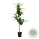 Fagus syl. 'Dawyck Gold' 200-225 cm 30L