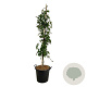 Fagus syl. 'Pendula' 170-200 cm cont. 55L extra