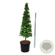 Fagus sylvatica 175-200 cm cont. 90L