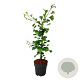 Ginkgo biloba 'Select Compact' 50-60 cm 5,0L piramide antraciet