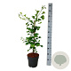 Ginkgo biloba 'Select Compact' 50-60 cm 5,0L piramide antraciet