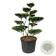 Ilex crenata 'Blondie' 100-125 cm cont. 130L
