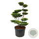 Ilex crenata 'Green Lustre' 150-175 cm cont. 230L