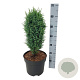 Juniperus comm. 'Compressa' 40-50 cm 6L