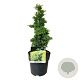 Juniperus procumbens 'Nana' 40-50 cm 4,5L piramide