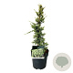 Juniperus squamata 'Holger' 40-50 cm 4,5L piramide