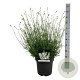 Lavandula int. Exceptional 40-50 cm 15L