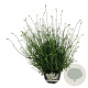 Lavandula int. Exceptional 40-50 cm 15L
