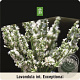 Lavandula int. Exceptional 40-50 cm 15L