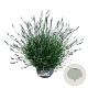 Lavandula int. Phenomenal 40-50 cm 15L