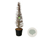 Larix kaempferi 175-200 cm cont. 90L