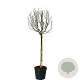 Magnolia st. 'Rosea' 120 cm stam cont. 55L extra