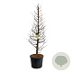 Metasequoia gl. Amber Glow 200-250 cm cont. 90L extra