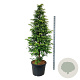 Metasequoia gl. Amber Glow 200-250 cm cont. 90L extra