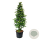 Metasequoia gl. Amber Glow 200-250 cm cont. 90L extra