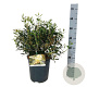 Phillyrea angustifolia 40-50 cm 6L