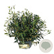 Phillyrea angustifolia 40-50 cm 6L