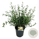 Phillyrea angustifolia 50-60 cm 6L