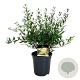 Phillyrea angustifolia 50-60 cm 6L