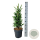 Picea a. 'Cupressina' 50-60 cm 6L