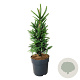 Picea a. 'Cupressina' 50-60 cm 6L