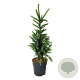 Picea a. 'Cupressina' 60-80 cm 6L