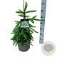 Picea a. 'Inversa' 40-50 cm 6L