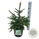 Picea a. 'Inversa' 40-50 cm 6L