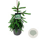 Picea a. 'Inversa' 40-50 cm 6L