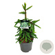Picea a. 'Inversa' 50-60 cm 6L