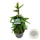 Picea a. 'Inversa' 50-60 cm 6L